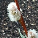 Salix discolor Цветок