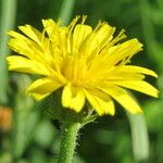 Picris hieracioides Flower