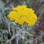 Achillea clypeolata Цветок