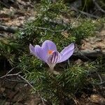 Crocus corsicus Flower