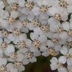 Achillea nobilisFlor