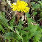 Taraxacum dissectumBlodyn