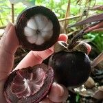 Garcinia mangostana Vrucht