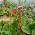 Bergenia crassifolia 整株植物