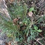 Catananche caeruleaFrukt