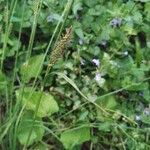 Carex distans Flower