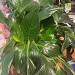 Spathiphyllum floribundum Folha