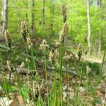 Carex umbrosa Habit