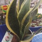 Dracaena trifasciataBlad