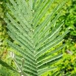 Acacia dealbata Blad