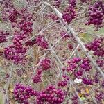 Callicarpa bodinieri Hábitos