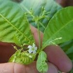 Rauvolfia viridis Flower