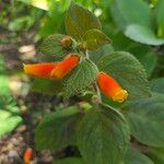 Kohleria tubiflora Flor