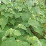 Abutilon hirtum Blad