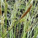 Carex decomposita ফুল