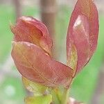 Heteromorpha arborescens Folha