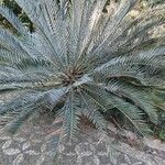 Encephalartos lehmannii ഇല