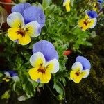 Viola × wittrockiana പുഷ്പം