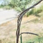 Paspalum urvillei Fruit