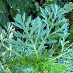 Glebionis coronaria Leaf