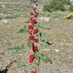 Chenopodium rubrum Vili