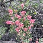 Atraphaxis spinosa Flower