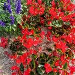 Begonia cucullataFlower