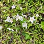 Claytonia virginica പുഷ്പം