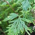 Selaginella willdenowii Хабит