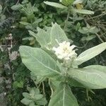 Calotropis gigantea Leaf