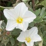 Convolvulus cneorum Flor