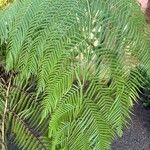Dicksonia antarctica 葉