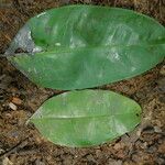 Picralima nitida Hoja