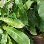 Nepenthes spp. Leaf