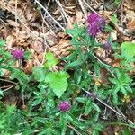 Trifolium alpestre 整株植物