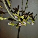 Encyclia tampensis Virág