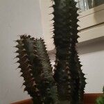Euphorbia zoutpansbergensis Hoja