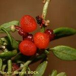 Chenopodium nutans Gyümölcs