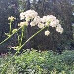 Angelica sylvestris花