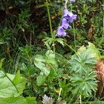 Campanula rhomboidalis Habitus