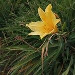 Hemerocallis minor Квітка