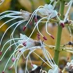 Aesculus parviflora Квітка