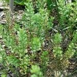 Lepidium ruderale Blatt