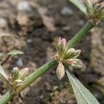 Polygonum plebeium Fleur