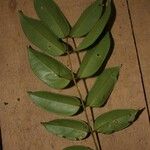 Swartzia polyphylla Folio