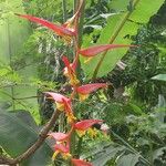 Heliconia collinsiana Blomma