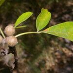 Trichilia trifolia Habit