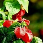 Abutilon megapotamicum Flower