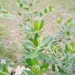 Baccharis dracunculifolia Frunză