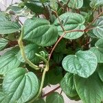 Peperomia albovittata Ліст